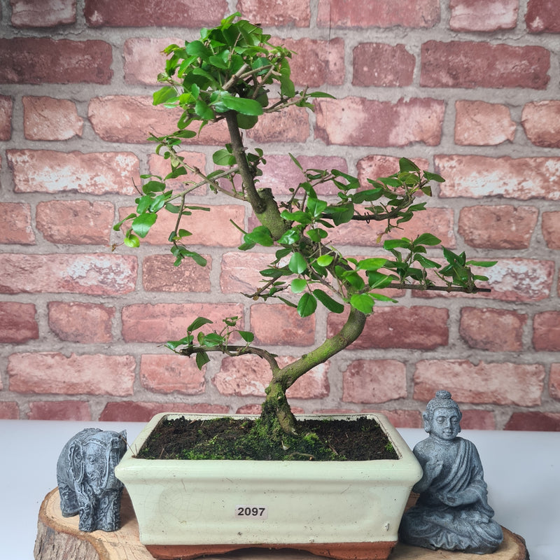 Bird Plum (Sageretia) Bonsai Tree | Shaped | In 20cm Pot