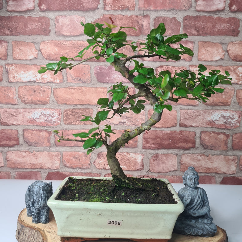 Bird Plum (Sageretia) Bonsai Tree | Shaped | In 20cm Pot