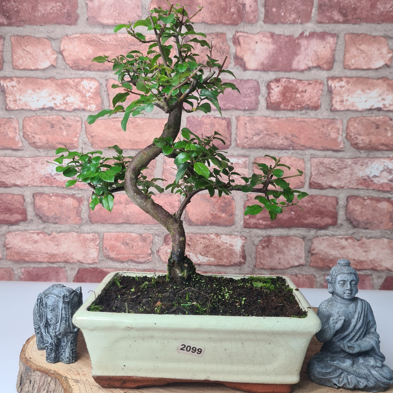 Bird Plum (Sageretia) Bonsai Tree | Shaped | In 20cm Pot