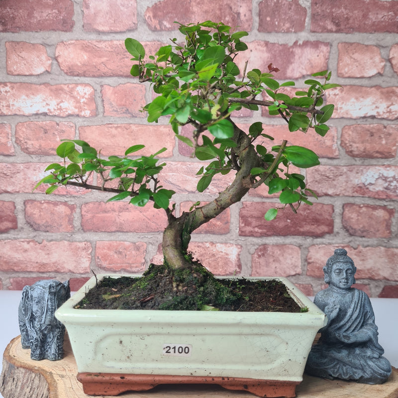 Bird Plum (Sageretia) Bonsai Tree | Shaped | In 20cm Pot