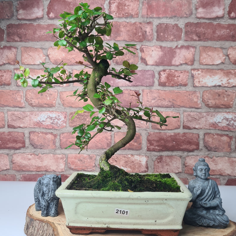 Bird Plum (Sageretia) Bonsai Tree | Shaped | In 20cm Pot