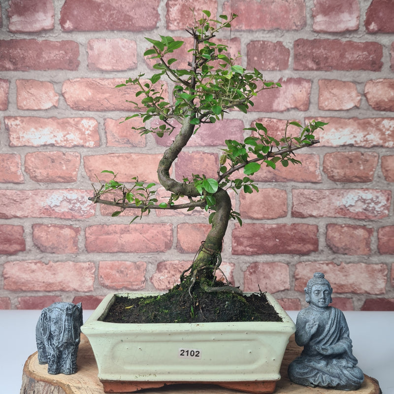 Bird Plum (Sageretia) Bonsai Tree | Shaped | In 20cm Pot