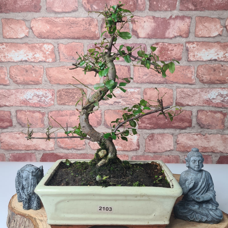Bird Plum (Sageretia) Bonsai Tree | Shaped | In 20cm Pot