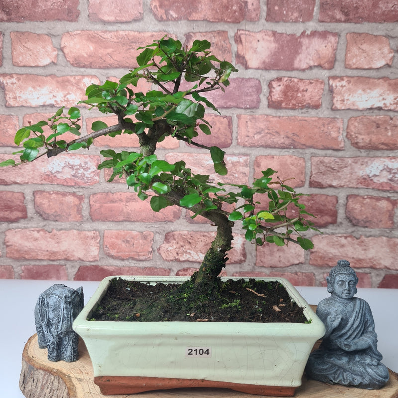 Bird Plum (Sageretia) Bonsai Tree | Shaped | In 20cm Pot