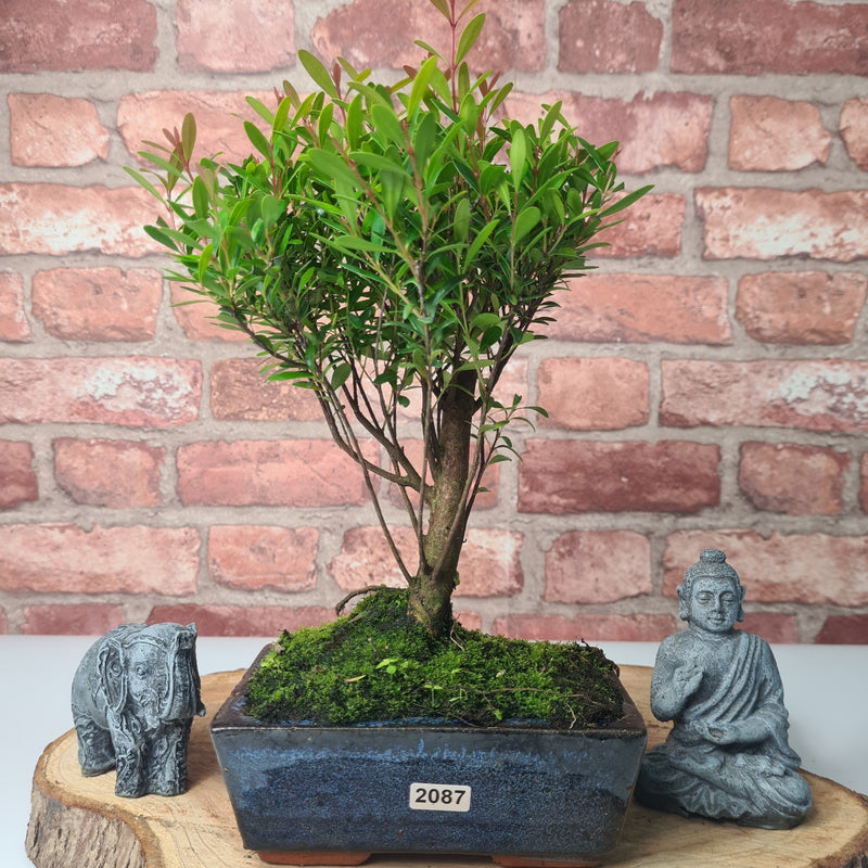 Brush Cherry (Syzygium) Bonsai Tree | Broom | In 15cm Pot