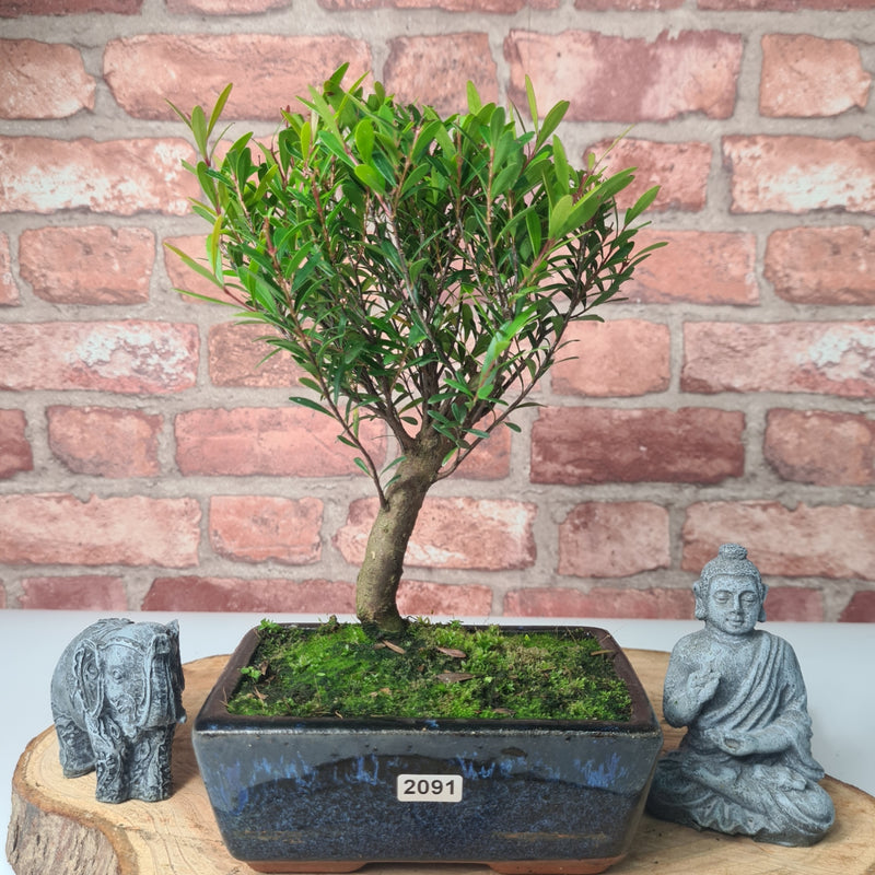Brush Cherry (Syzygium) Bonsai Tree | Broom | In 15cm Pot