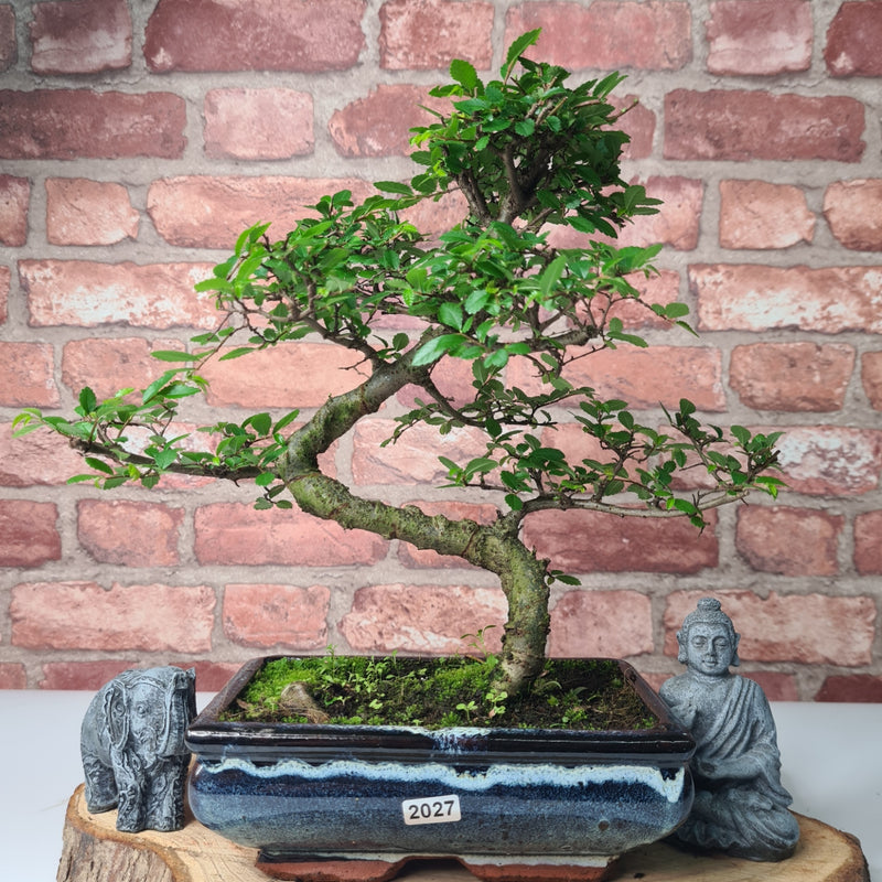 Chinese Elm (Ulmus Parvifolia) Bonsai Tree | Shaped | In 20cm Pot