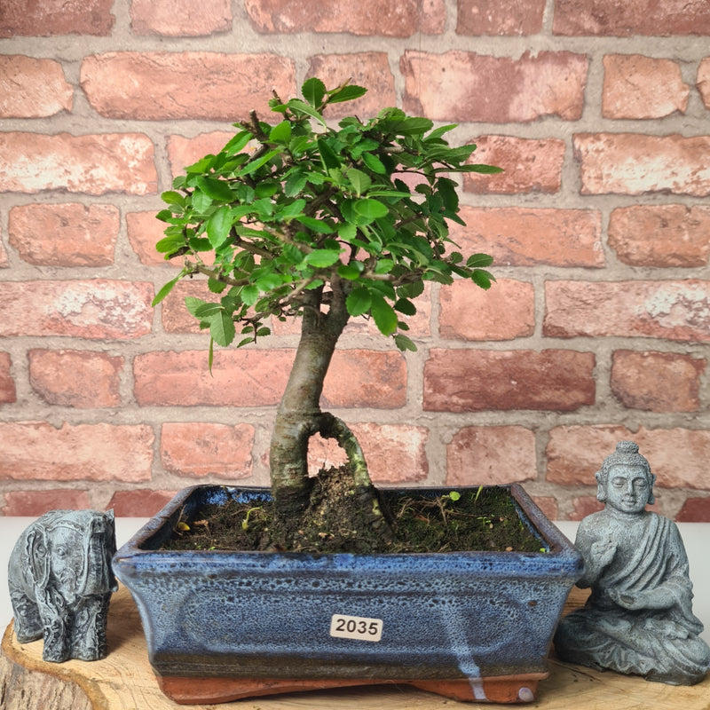 Chinese Elm (Ulmus Parvifolia) Bonsai Tree | Broom | In 20cm Pot