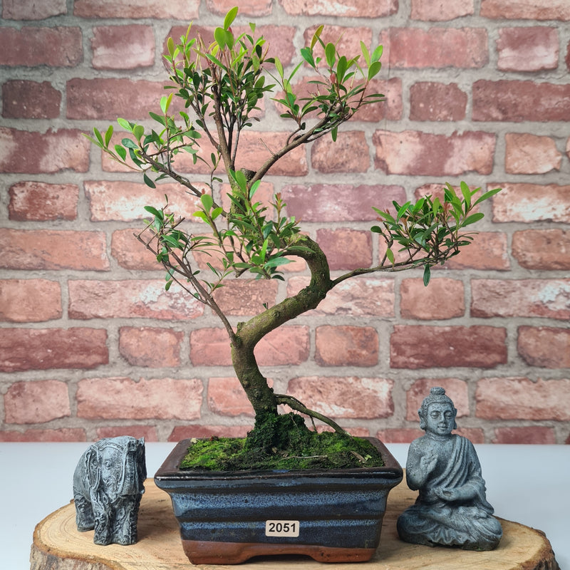 Brush Cherry (Syzygium) Bonsai Tree | Shaped | In 15cm Pot