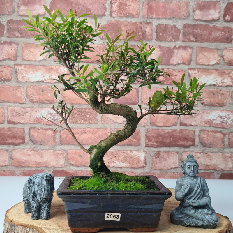 Brush Cherry (Syzygium) Bonsai Tree | Shaped | In 15cm Pot