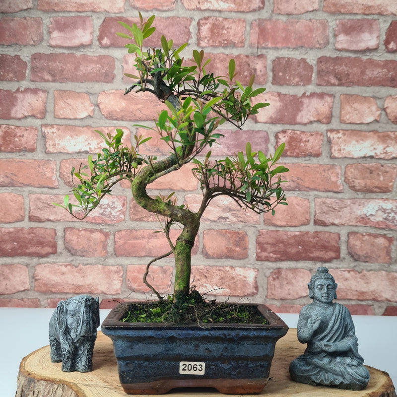 Brush Cherry (Syzygium) Bonsai Tree | Shaped | In 15cm Pot