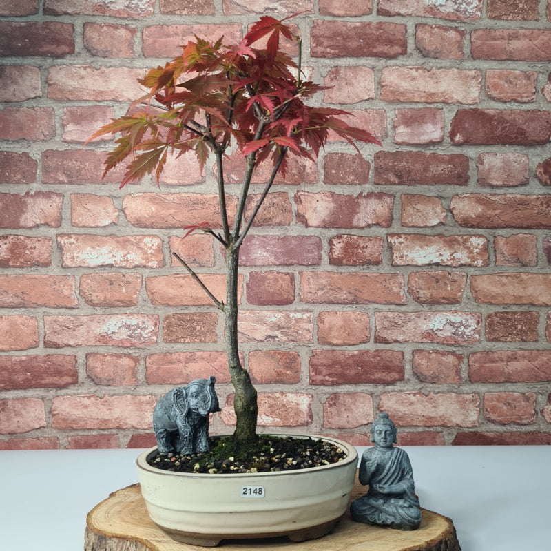 Japanese Maple (Acer) Bonsai Tree | Nomura | Informal Upright | In 20cm Pot