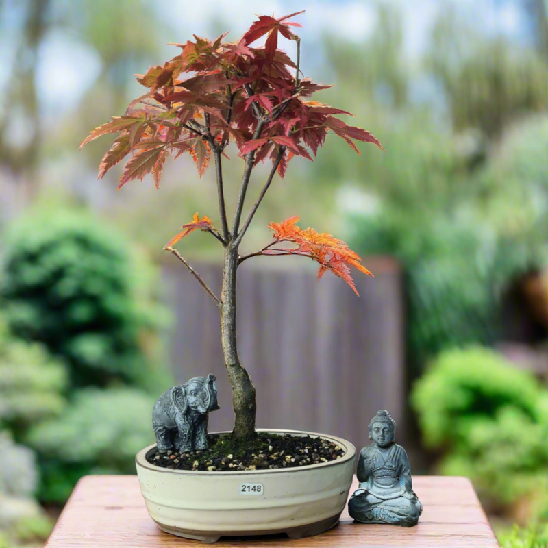 Japanese Maple (Acer) Bonsai Tree | Nomura | Informal Upright | In 20cm Pot