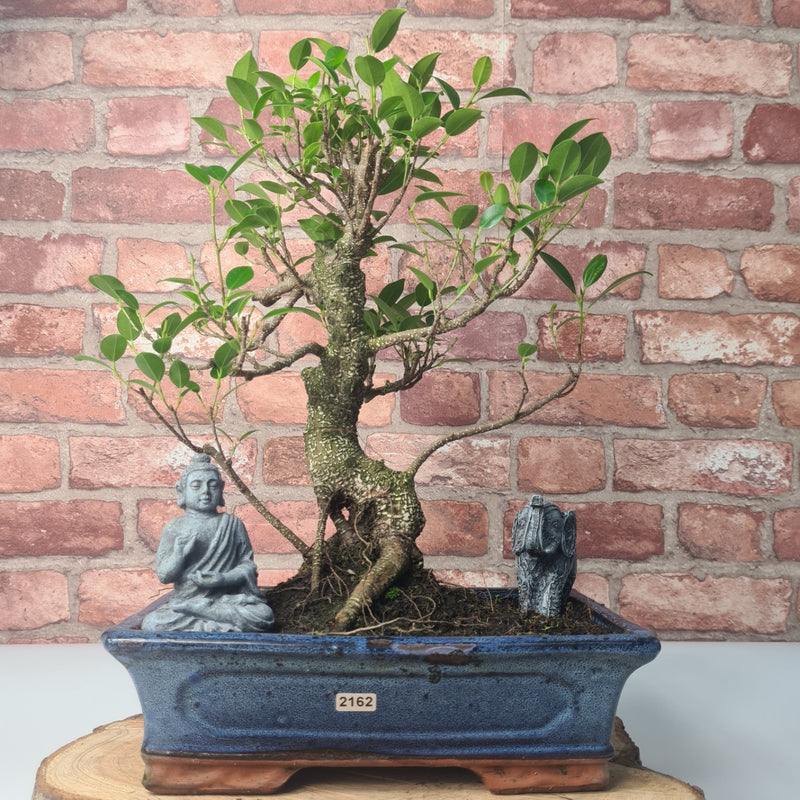 Ficus Microcarpa (Banyan Fig) Indoor Bonsai Tree | Shaped | In 30cm Pot