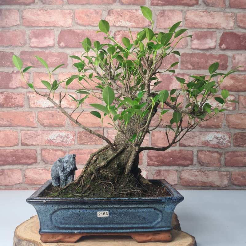 Ficus Microcarpa (Banyan Fig) Indoor Bonsai Tree | Shaped | In 30cm Pot