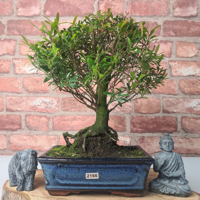 Brush Cherry (Syzygium) Bonsai Tree | Broom | In 20cm Pot
