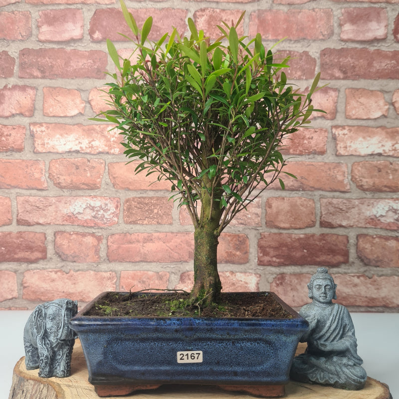 Brush Cherry (Syzygium) Bonsai Tree | Broom | In 20cm Pot