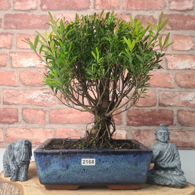 Brush Cherry (Syzygium) Bonsai Tree | Broom | In 20cm Pot