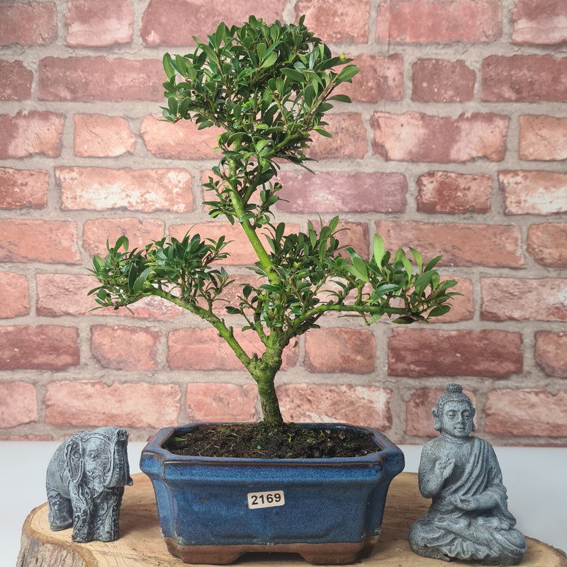 Japanese Holly (Ilex Crenata) Bonsai Tree | Shaped | In 15cm Pot