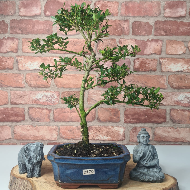 Japanese Holly (Ilex Crenata) Bonsai Tree | Shaped | In 15cm Pot