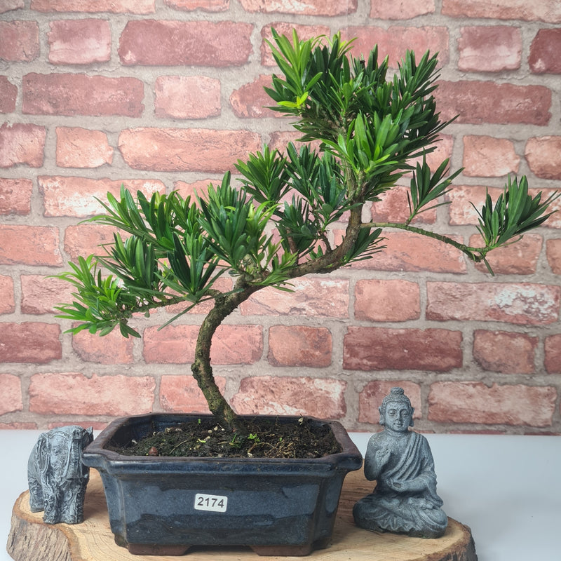 Buddhist Pine (Podocarpus Micro) Bonsai Tree | Shaped | In 20cm Pot