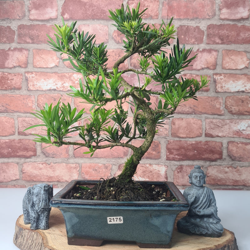 Buddhist Pine (Podocarpus Micro) Bonsai Tree | Shaped | In 20cm Pot