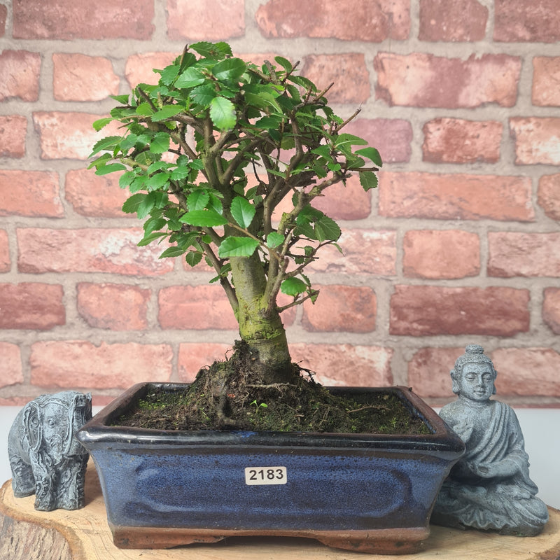 Chinese Elm (Ulmus Parvifolia) Bonsai Tree | Broom | In 20cm Pot