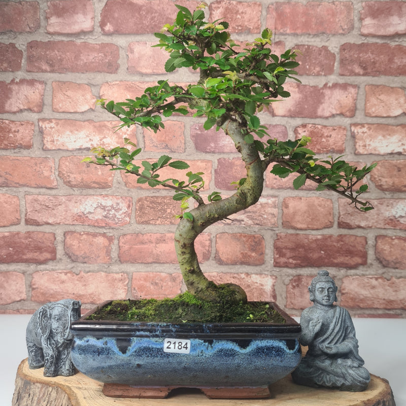 Chinese Elm (Ulmus Parvifolia) Bonsai Tree | Shaped | In 20cm Pot