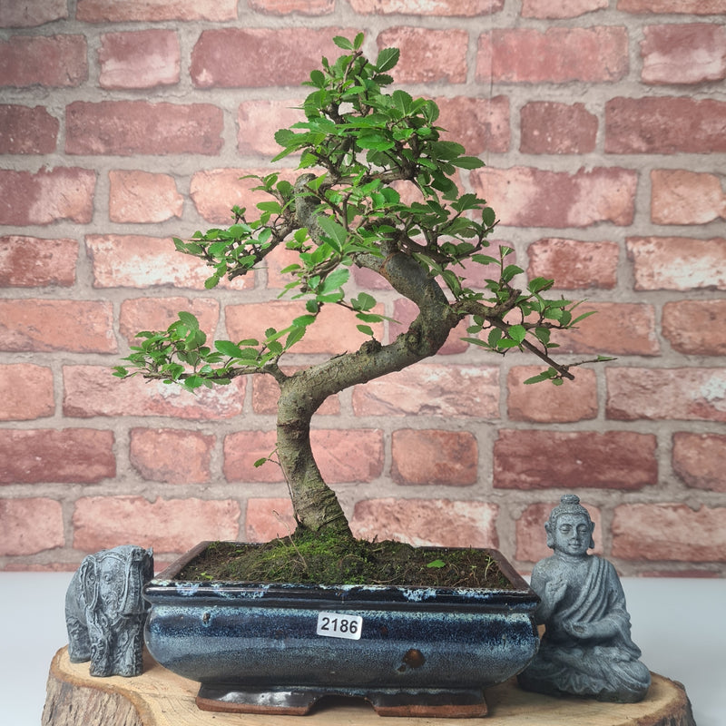 Chinese Elm (Ulmus Parvifolia) Bonsai Tree | Shaped | In 20cm Pot