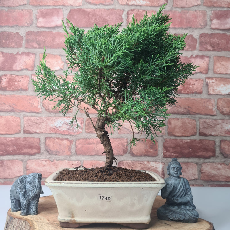 Chinese Juniper (Juniperus Chinensis) Bonsai Tree | Shaped | In 16cm Pot