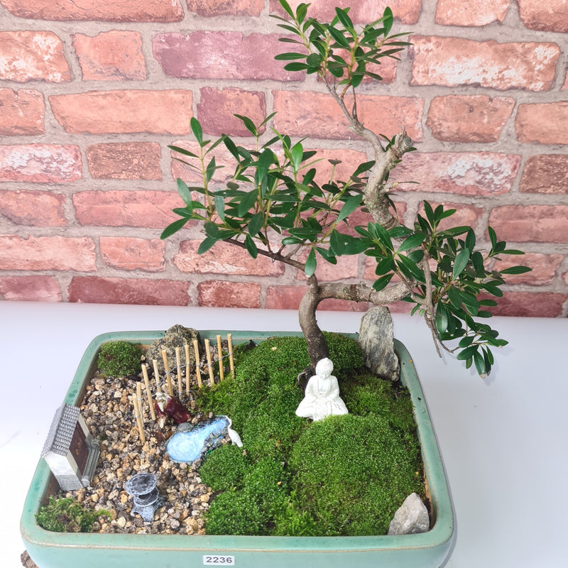 Bonsai Tree Garden Landscape | Brush Cherry in 30cm Pot | Handmade With Real Tree