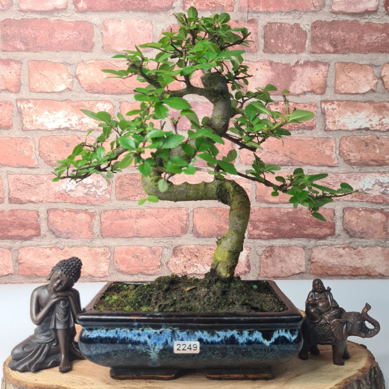 Chinese Elm (Ulmus Parvifolia) Bonsai Tree | Shaped | In 20cm Pot