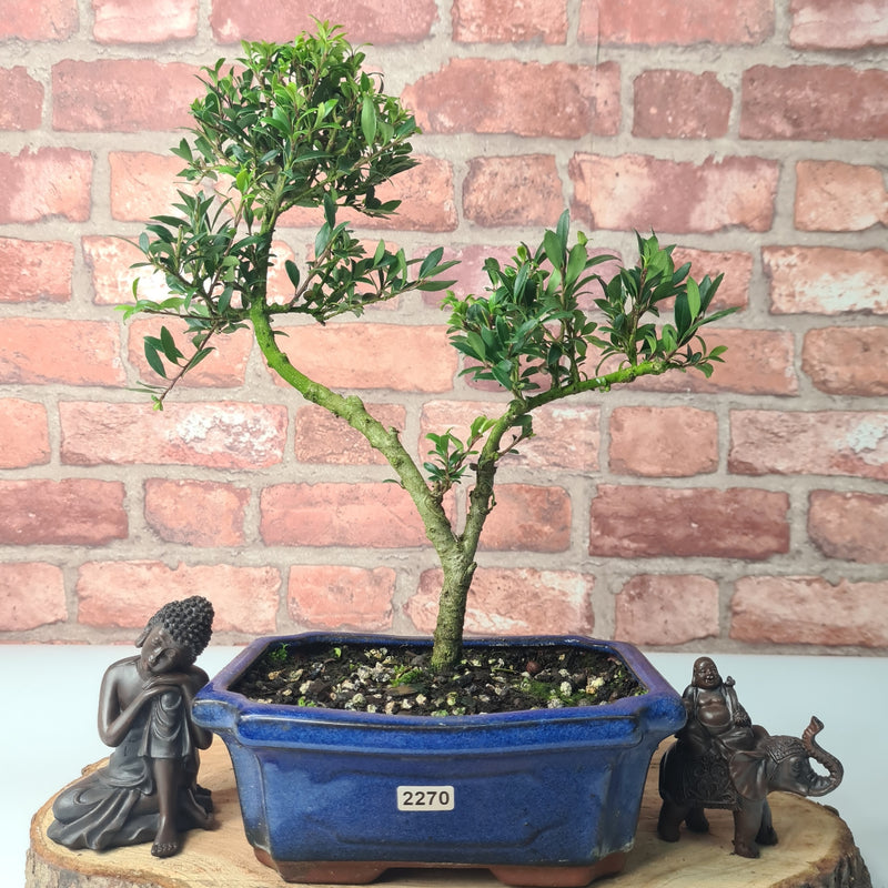 Japanese Holly (Ilex Crenata) Bonsai Tree | Shaped | In 20cm Pot