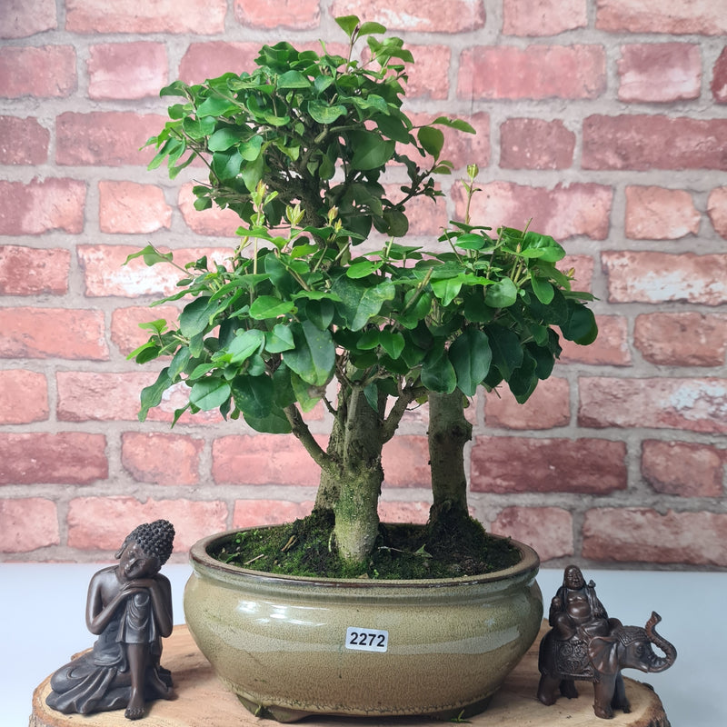 Chinese Privet (Ligustrum Sinense) Bonsai Tree Group | Broom | In 20cm Pot