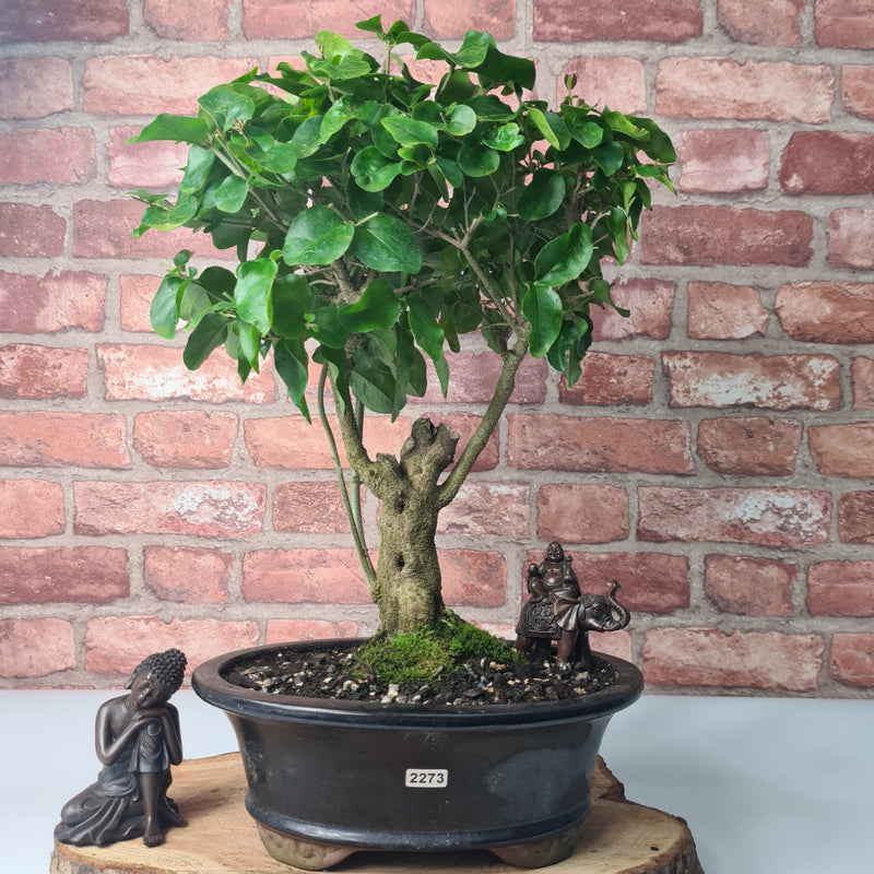 Chinese Privet (Ligustrum Sinense) Bonsai Tree | Broom | In 26cm Pot