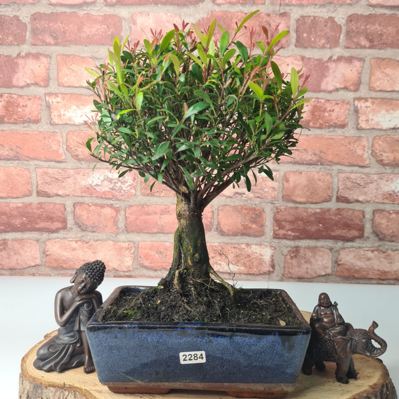 Brush Cherry (Syzygium) Bonsai Tree | Broom | In 20cm Pot