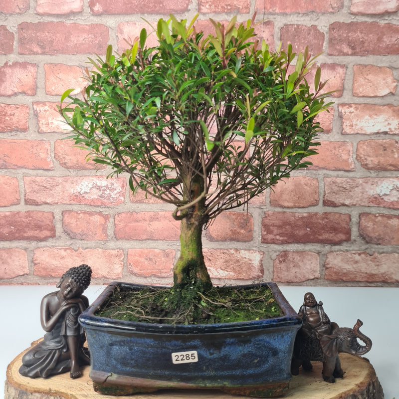 Brush Cherry (Syzygium) Bonsai Tree | Broom | In 20cm Pot