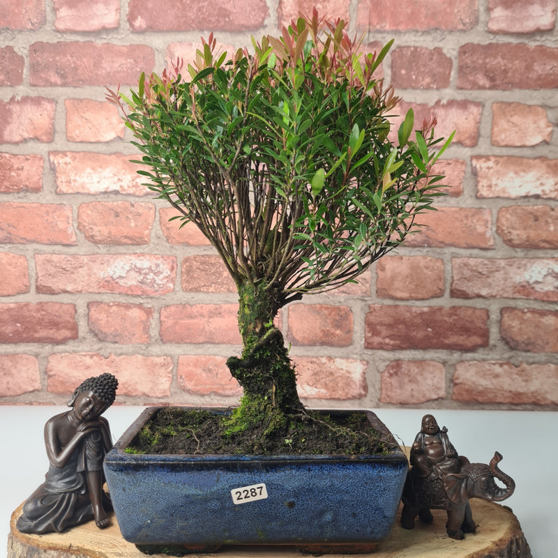 Brush Cherry (Syzygium) Bonsai Tree | Broom | In 20cm Pot