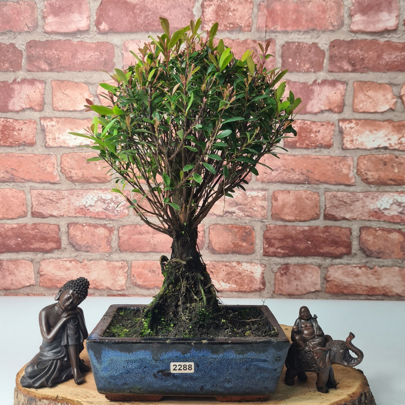 Brush Cherry (Syzygium) Bonsai Tree | Broom | In 20cm Pot