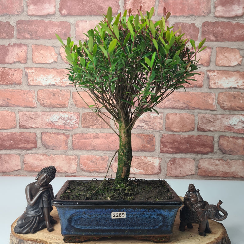 Brush Cherry (Syzygium) Bonsai Tree | Broom | In 20cm Pot