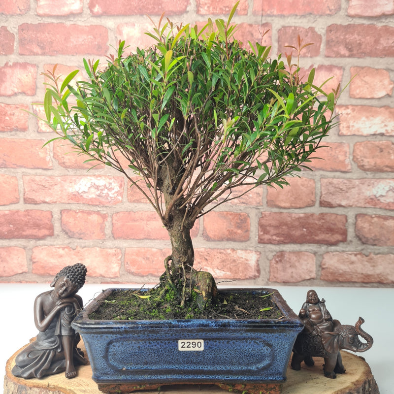Brush Cherry (Syzygium) Bonsai Tree | Broom | In 20cm Pot