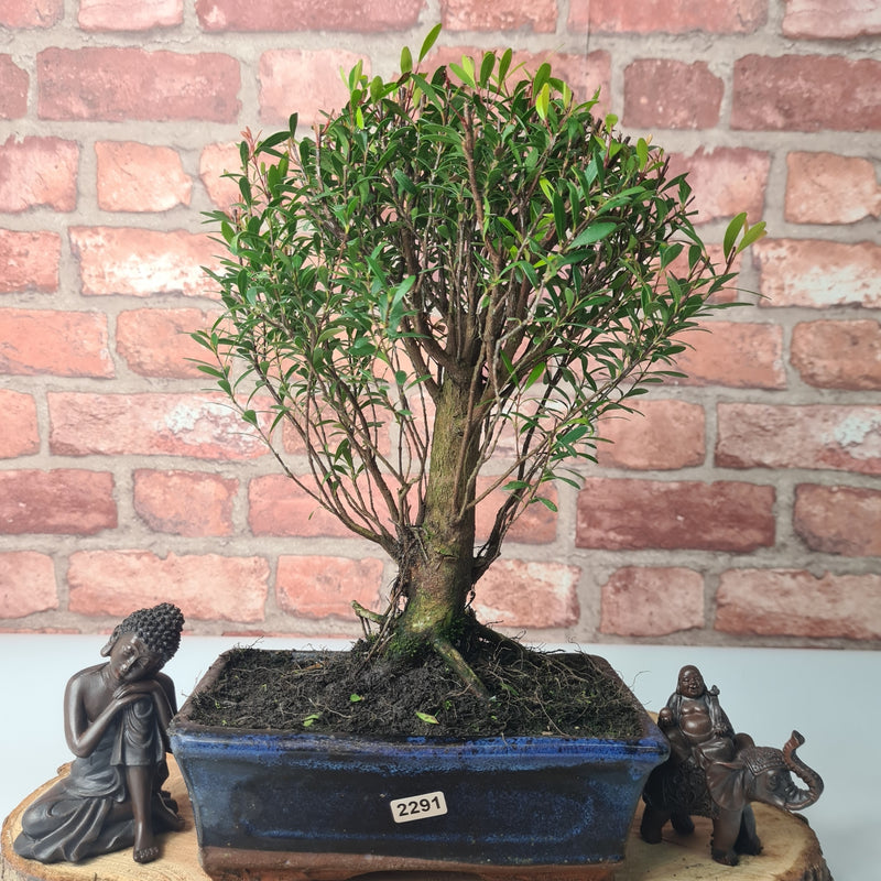 Brush Cherry (Syzygium) Bonsai Tree | Broom | In 20cm Pot