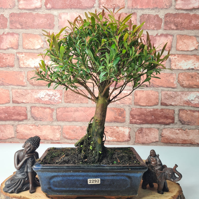 Brush Cherry (Syzygium) Bonsai Tree | Broom | In 20cm Pot
