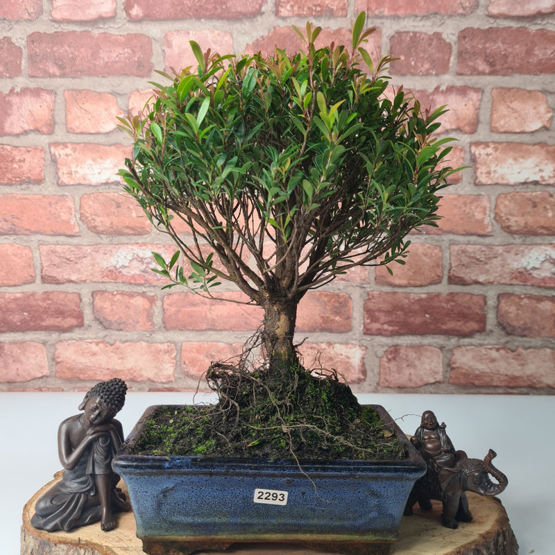 Brush Cherry (Syzygium) Bonsai Tree | Broom | In 20cm Pot