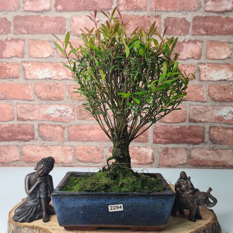 Brush Cherry (Syzygium) Bonsai Tree | Broom | In 20cm Pot