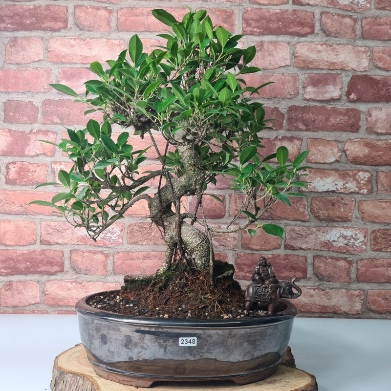 Ficus Microcarpa (Banyan Fig) Large Indoor Bonsai Tree | Shaped | In 32cm Yixing Pot