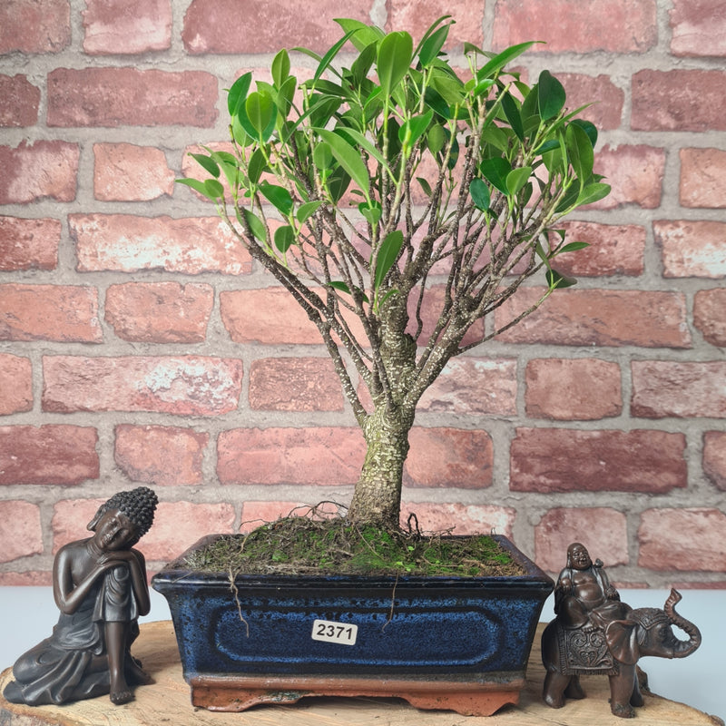 Ficus Microcarpa (Banyan Fig) Indoor Bonsai Tree | Broom | In 20cm Pot