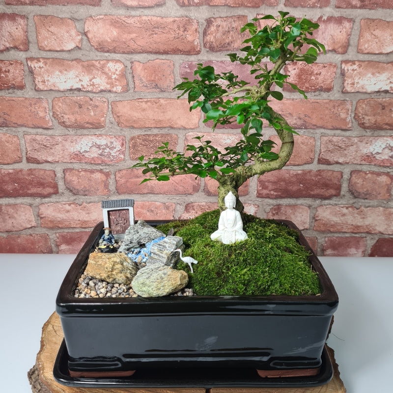Bonsai Tree Garden Landscape | Chinese Privet in 26cm Pot | Handmade With Real Tree
