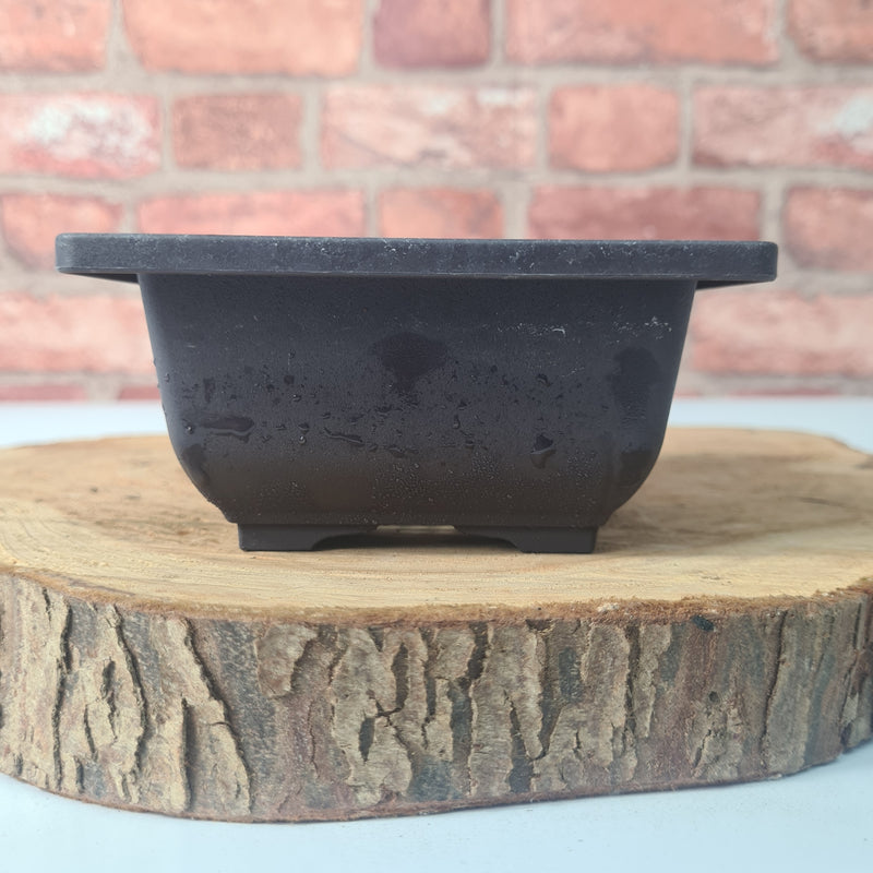CLEARANCE 12cm Plastic Bonsai Pot | Square | 12cm x 6cm