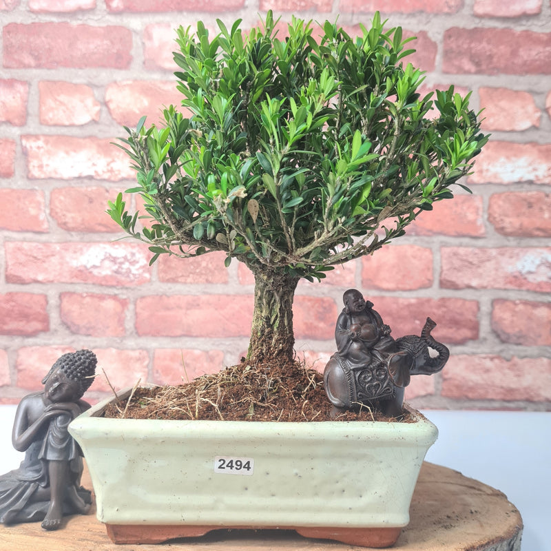 Boxwood (Buxus Harlandii) Bonsai Tree | Broom | In 20cm Pot